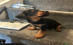 Mixed Breed dogs for sale: Miniature Dorkies - Image 19
