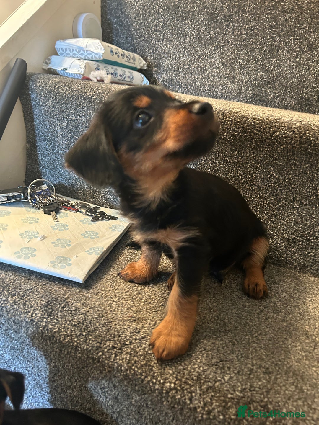 Mixed Breed dogs for sale: Miniature Dorkies - Image 19