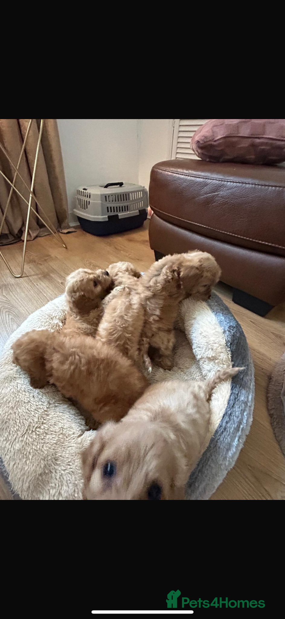 Cockapoo dogs for sale: Cockapoo puppies in Aberdeen - Advert 12