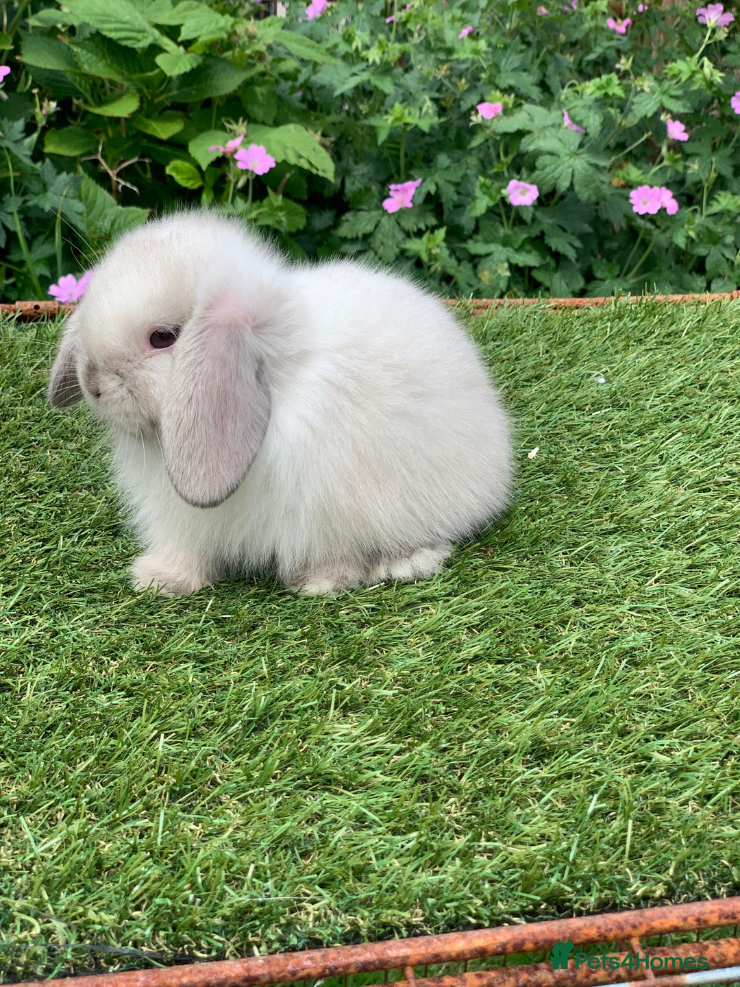 Mini Lop rabbits for sale: Pure bred mini lops  - Image 6