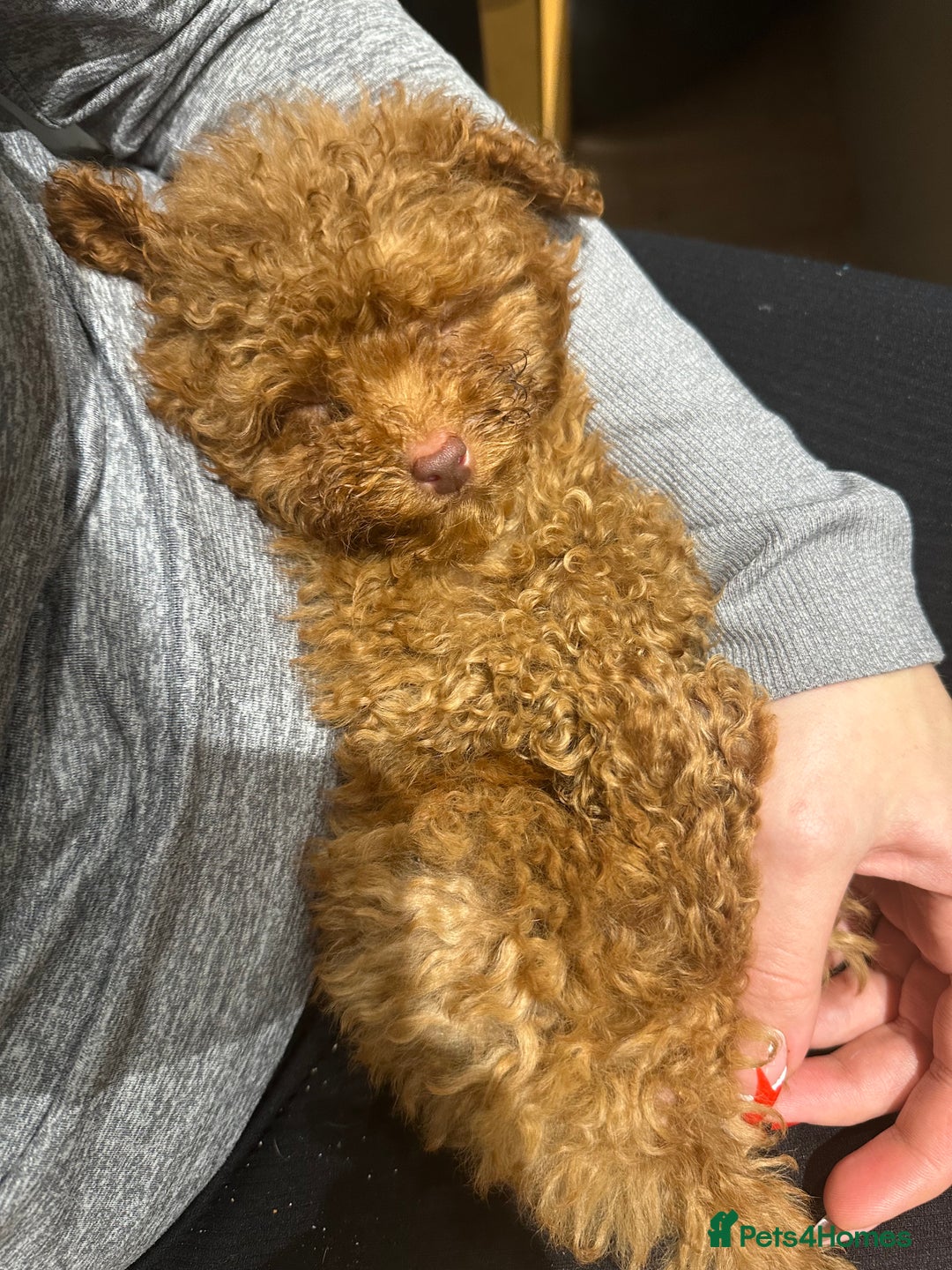 Maltipoo dogs for sale: Red Toy maltipoo puppy  - Advert 4
