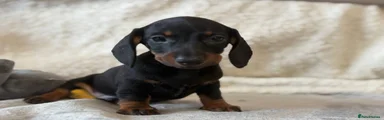 Miniature Dachshund 3