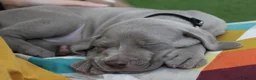 Weimaraner dogs for sale: Stunning puppies, one chuncky silver boy available - Advert 28