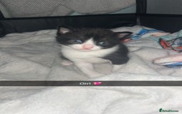 Mixed Breed cats for sale: Tuxedo kittens  - Image 4