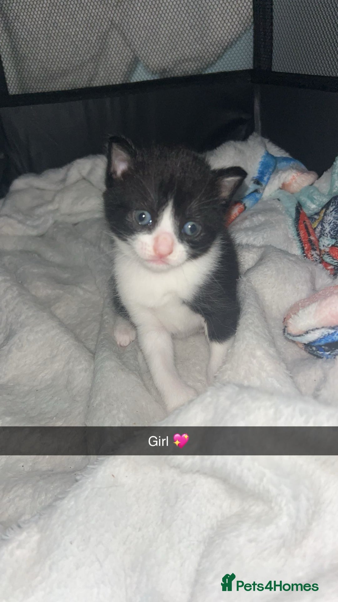 Mixed Breed cats for sale: Tuxedo kittens  - Image 4