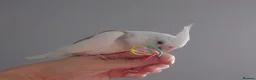 Cockatiels birds for sale: Hand reared silly tame DNA sexed baby cockatiels  - Advert 33