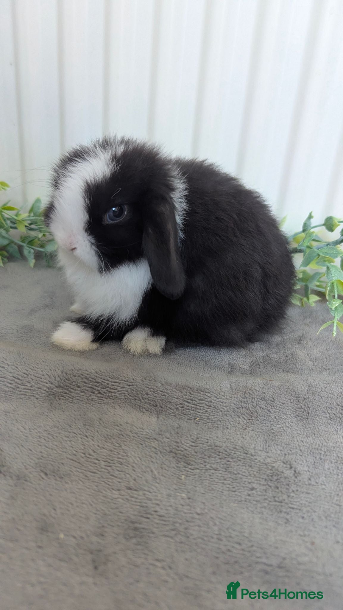 Mini Lop rabbits Mini lop baby ready to reserve  - Advert 18