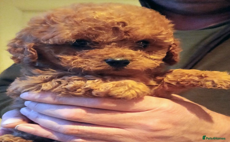 Cavapoo dogs Cavapoos f1 puppies Stunning ♥️ fox red!!!! - Advert 8