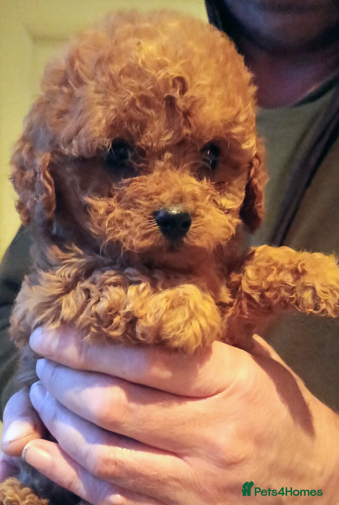 Cavapoo dogs for sale: Cavapoos f1 puppies Stunning ♥️ fox red!!!! - Advert 1