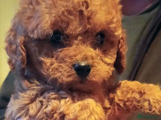Cavapoo dogs Cavapoos f1 puppies Stunning ♥️ fox red!!!! - Advert 13