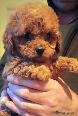 Cavapoo dogs Cavapoos f1 puppies Stunning ♥️ fox red!!!! - Advert 2