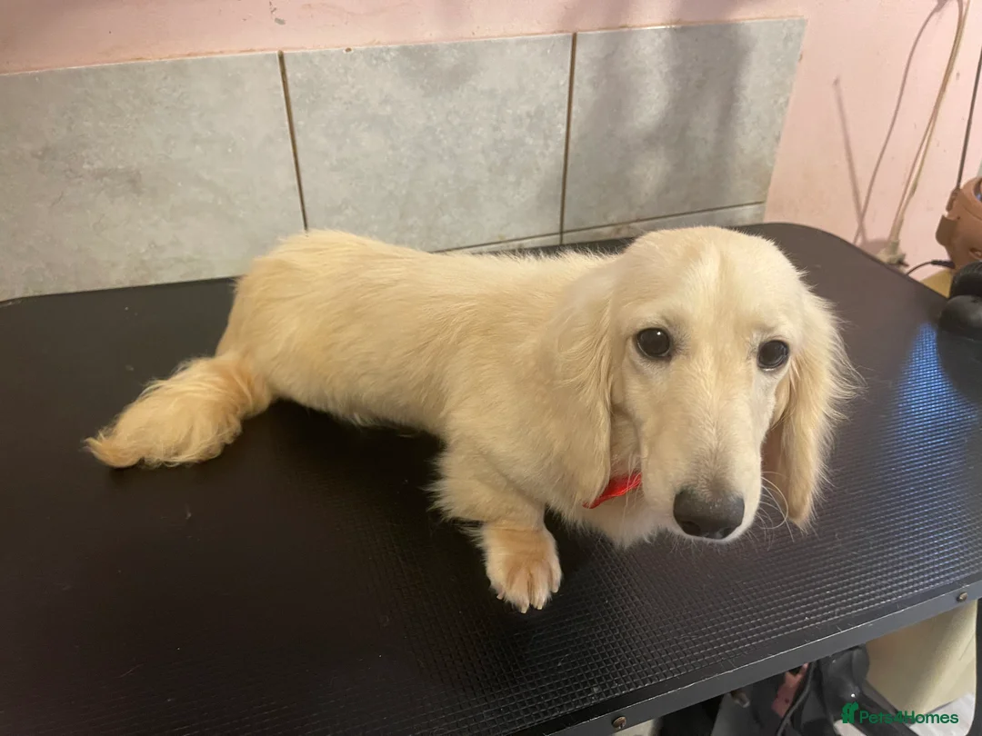 Miniature Dachshund dogs for stud: KC  Cream long haired Dachshund for stud  in Rugby - Advert 2