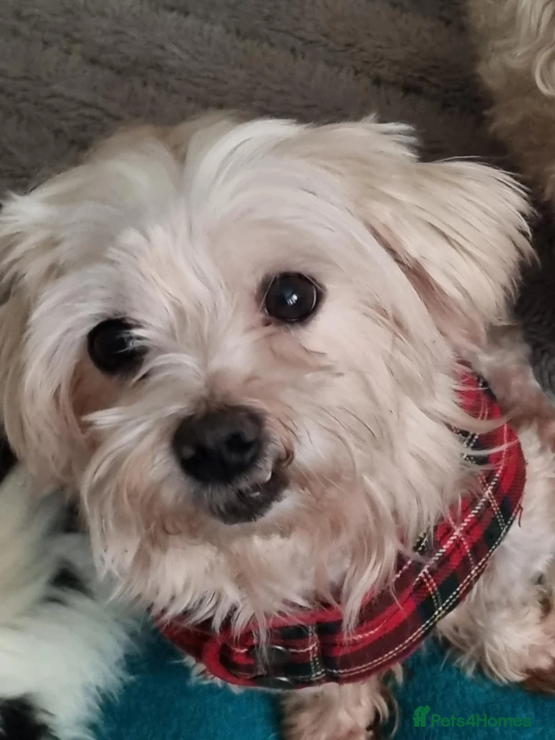 Malshi dogs for sale: I have 1 boy left  - Advert 10