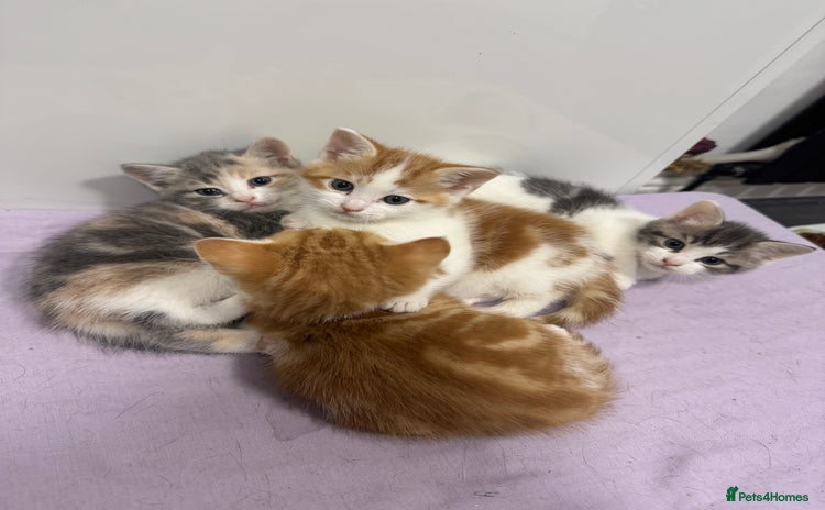 Mixed Breed cats - Advert 2