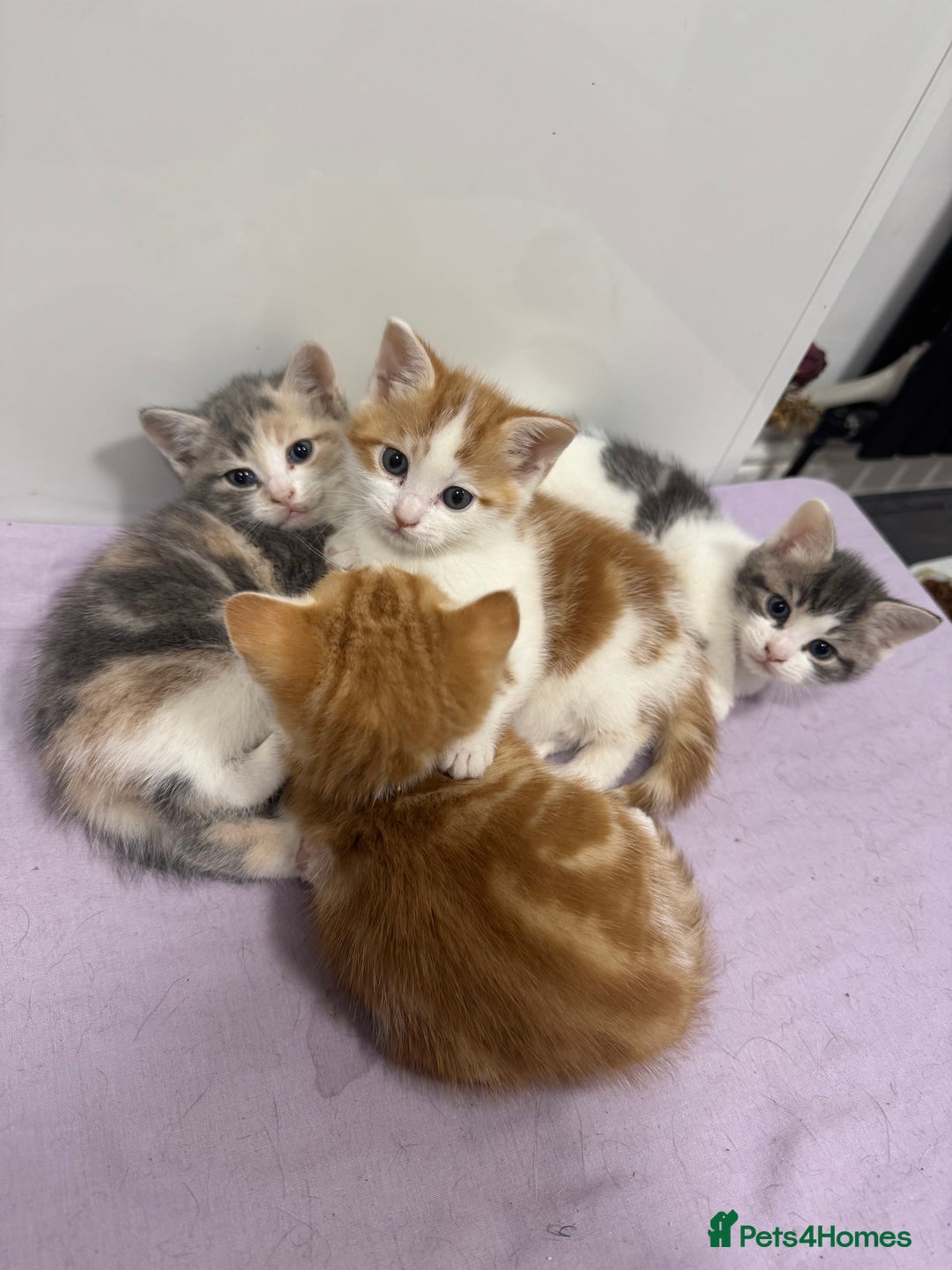 Mixed Breed cats for sale: 4 gorgeous ginger and grey kittens - Image 1
