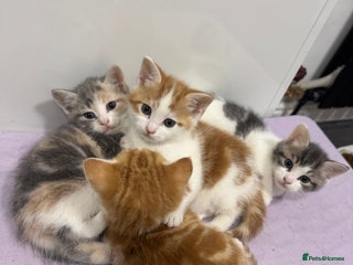 Mixed Breed cats - Advert 8