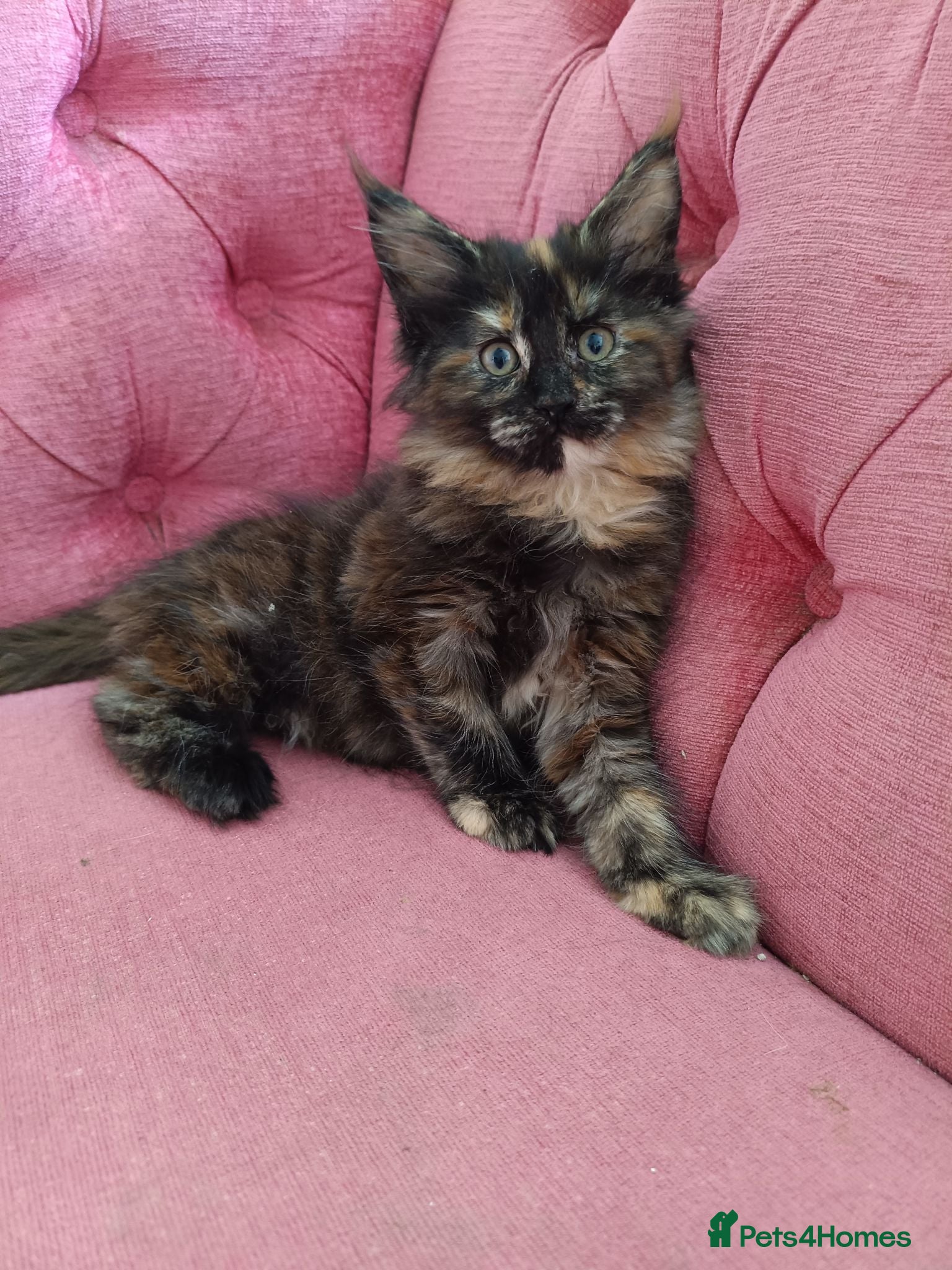 Maine Coon cats Health tested XL Boys and Tortie girls 😍 - Advert 1