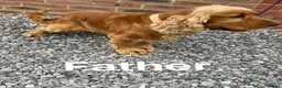 Cocker Spaniel dogs for sale: GoldenSHOW Type Cocker SPANIEL  in Iver - Advert 22