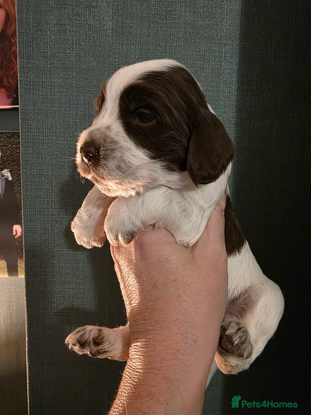 Cocker Spaniel dogs for sale: Choc roan cocker spaniel pups  - Advert 16