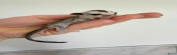 Sugar Glider rodents for sale: White face male Sugar glider available  - Advert 9