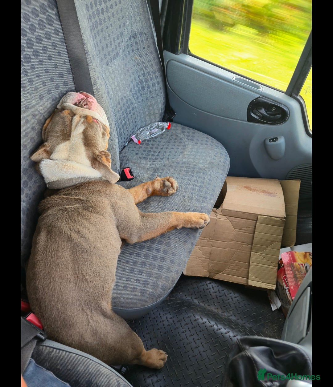 English Bulldog dogs for sale: ENGLISH BULLDOG 1 YEAR REHOME - Advert 3