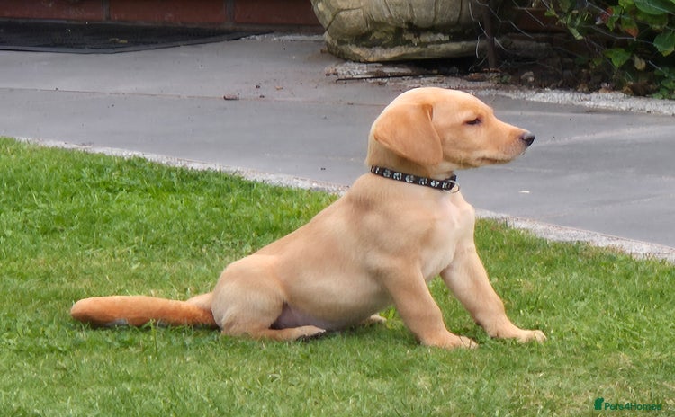 Labrador Retriever dogs - Advert 7