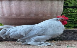 Chickens poultry for sale: Lavender Pekin Bantam Cockerel - Image 1