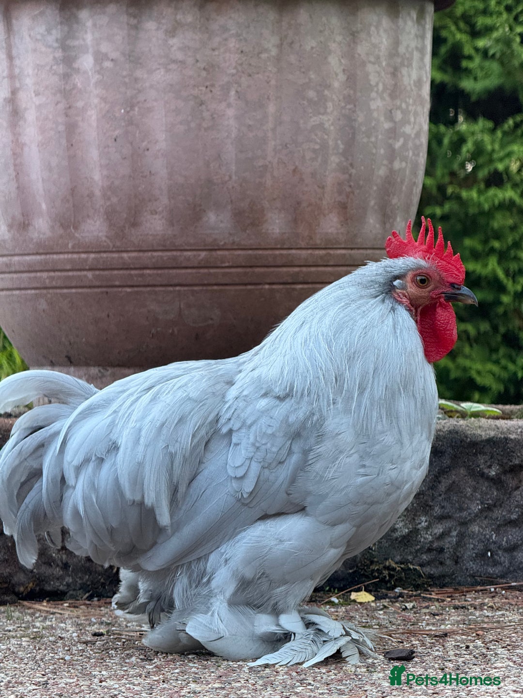 Chickens poultry for sale: Lavender Pekin Bantam Cockerel - Image 1