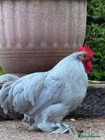 Chickens poultry - Advert 11