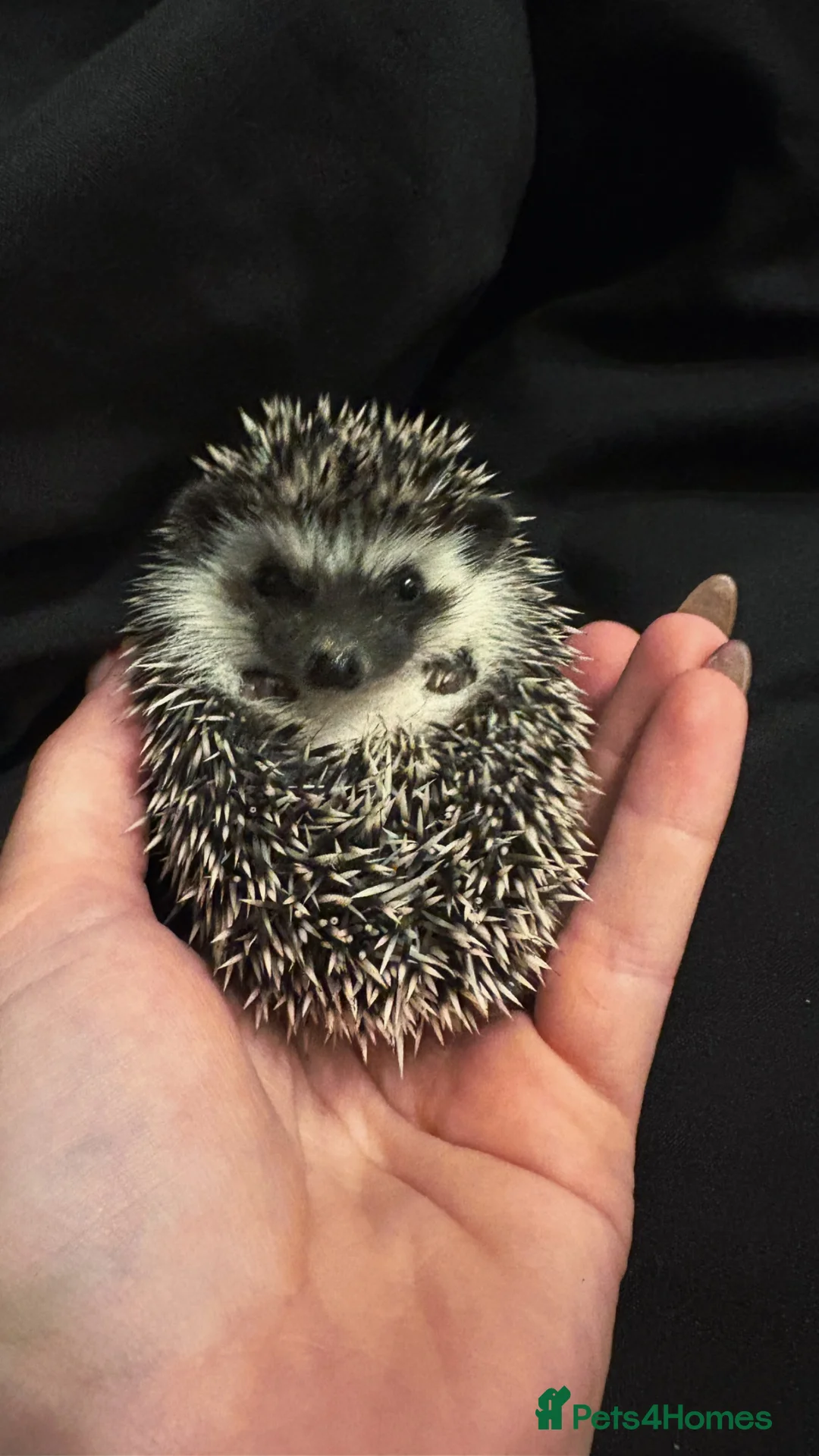 Pygmy Hedgehog rodents for sale: African Pygmy hedgehog babies for sale in Redruth - Advert 2