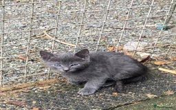 Mixed Breed cats for sale: Farm reared kitten check location before enquiring - Image 1