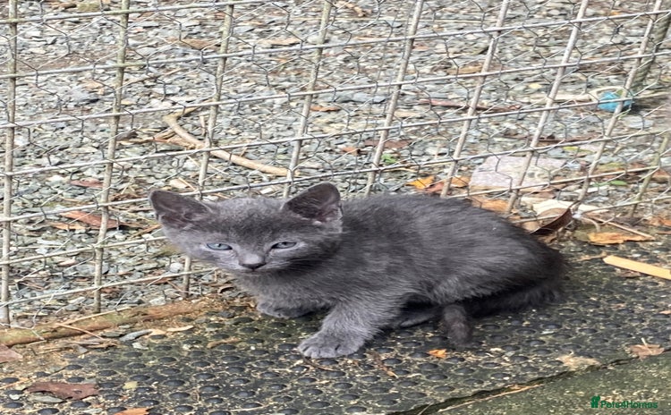Mixed Breed cats - Advert 13