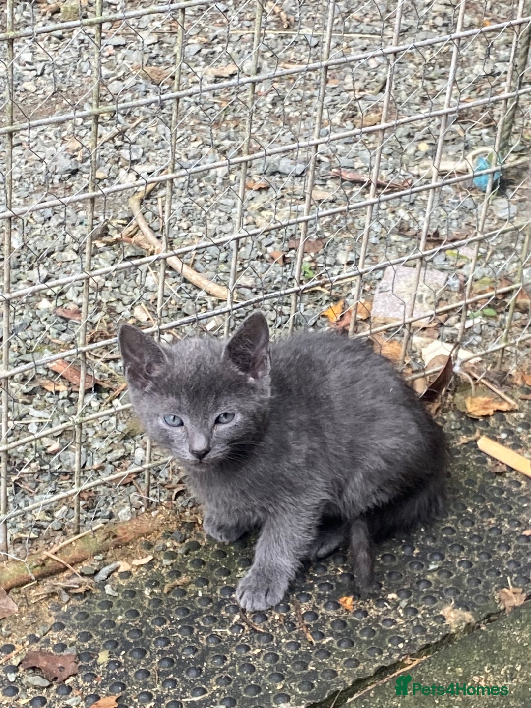 Mixed Breed cats for sale: Farm reared kitten check location before enquiring - Image 1