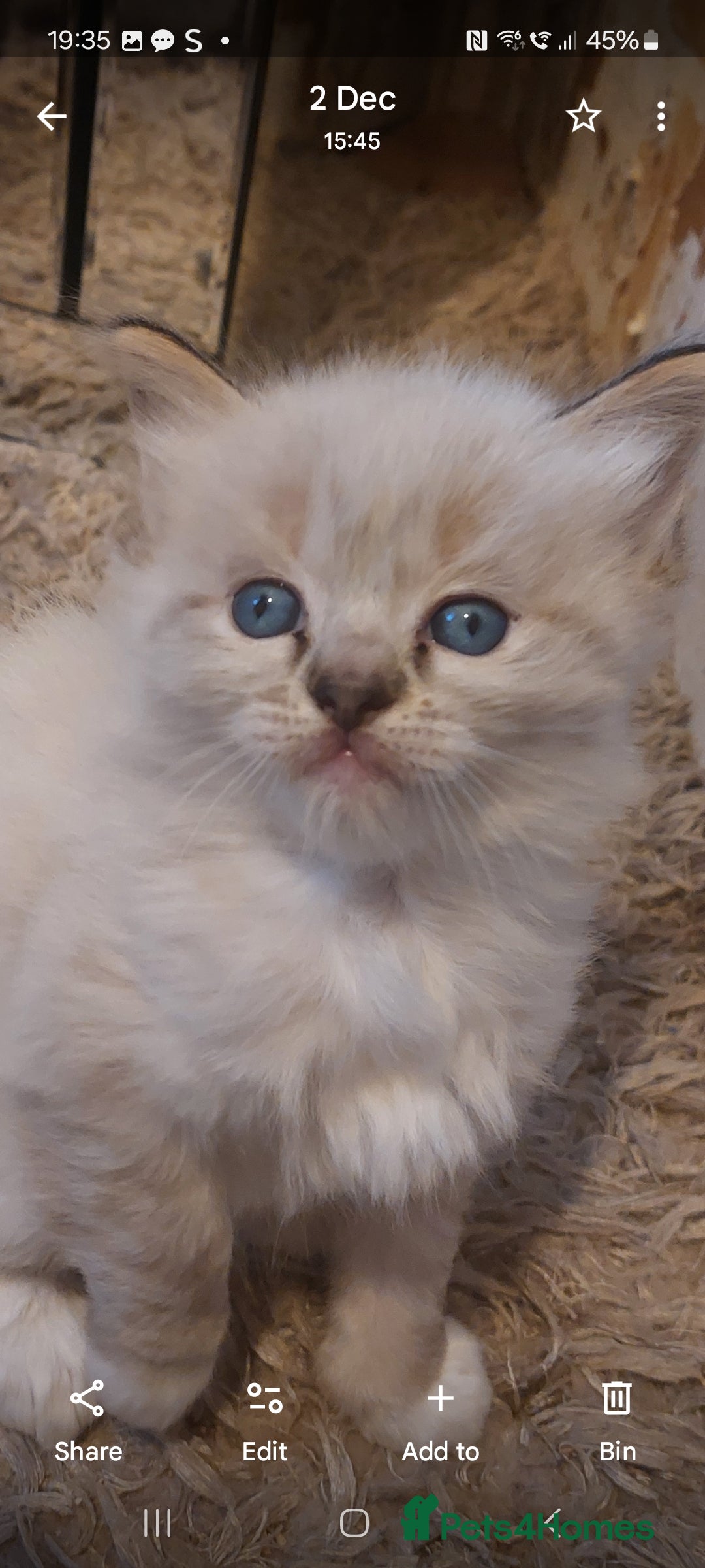Ragdoll cats for sale: ADORABLE RAGDOL LOVELYS - Advert 2