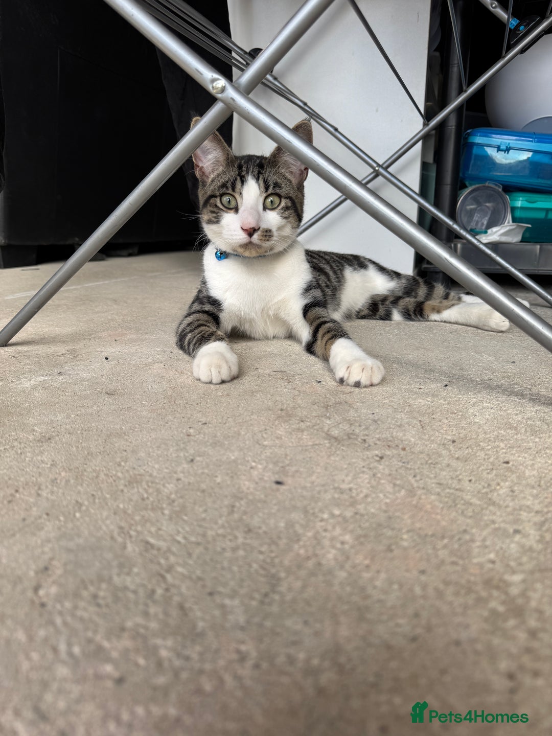 Domestic Shorthair cats for sale: Adult male outdoor cat  - Image 2