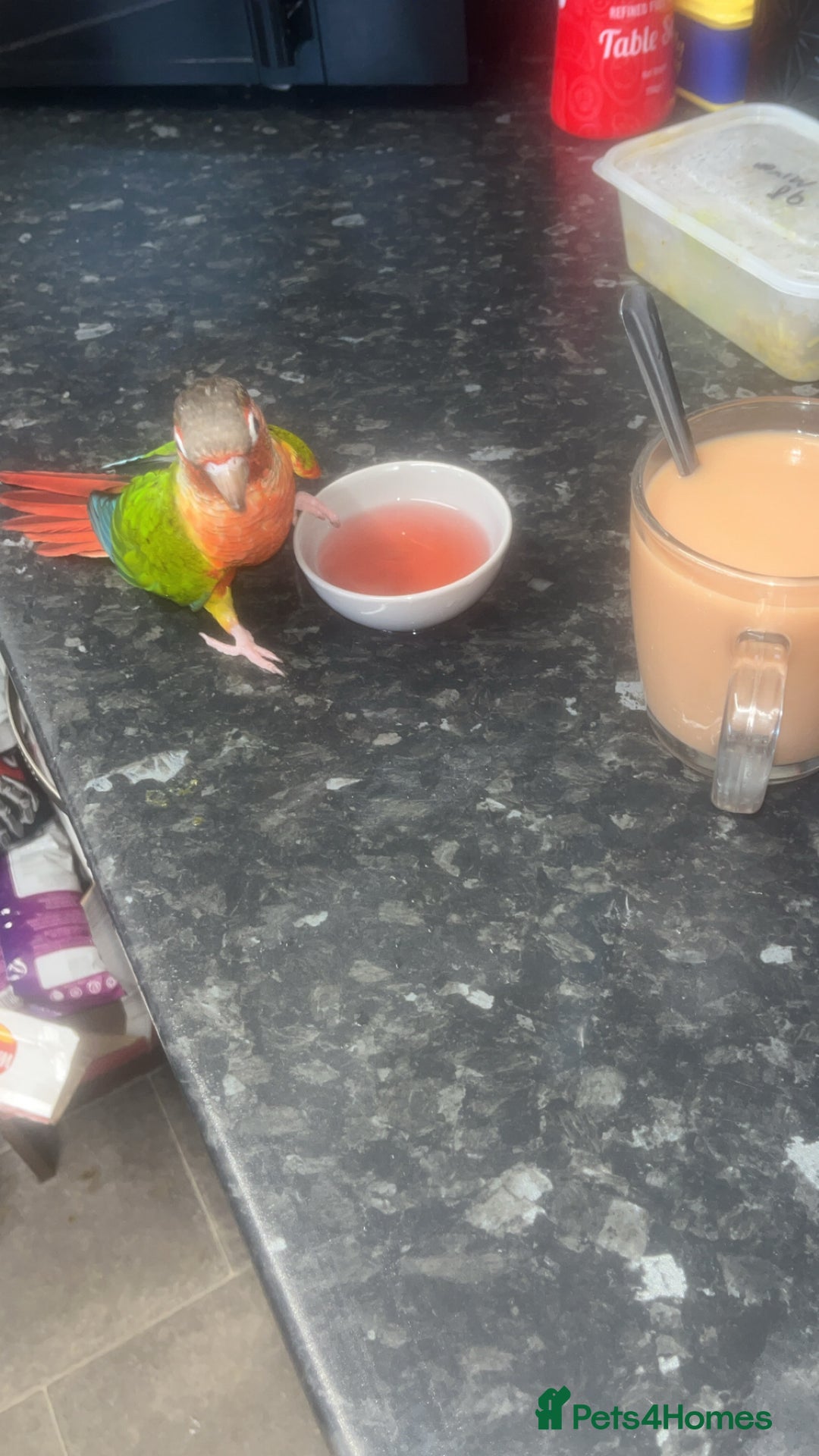 Conures birds for sale: Green cheek conure  - Advert 2