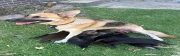 German Shepherd dogs for sale: German shepherd puppies available in Cardiff - Advert 2