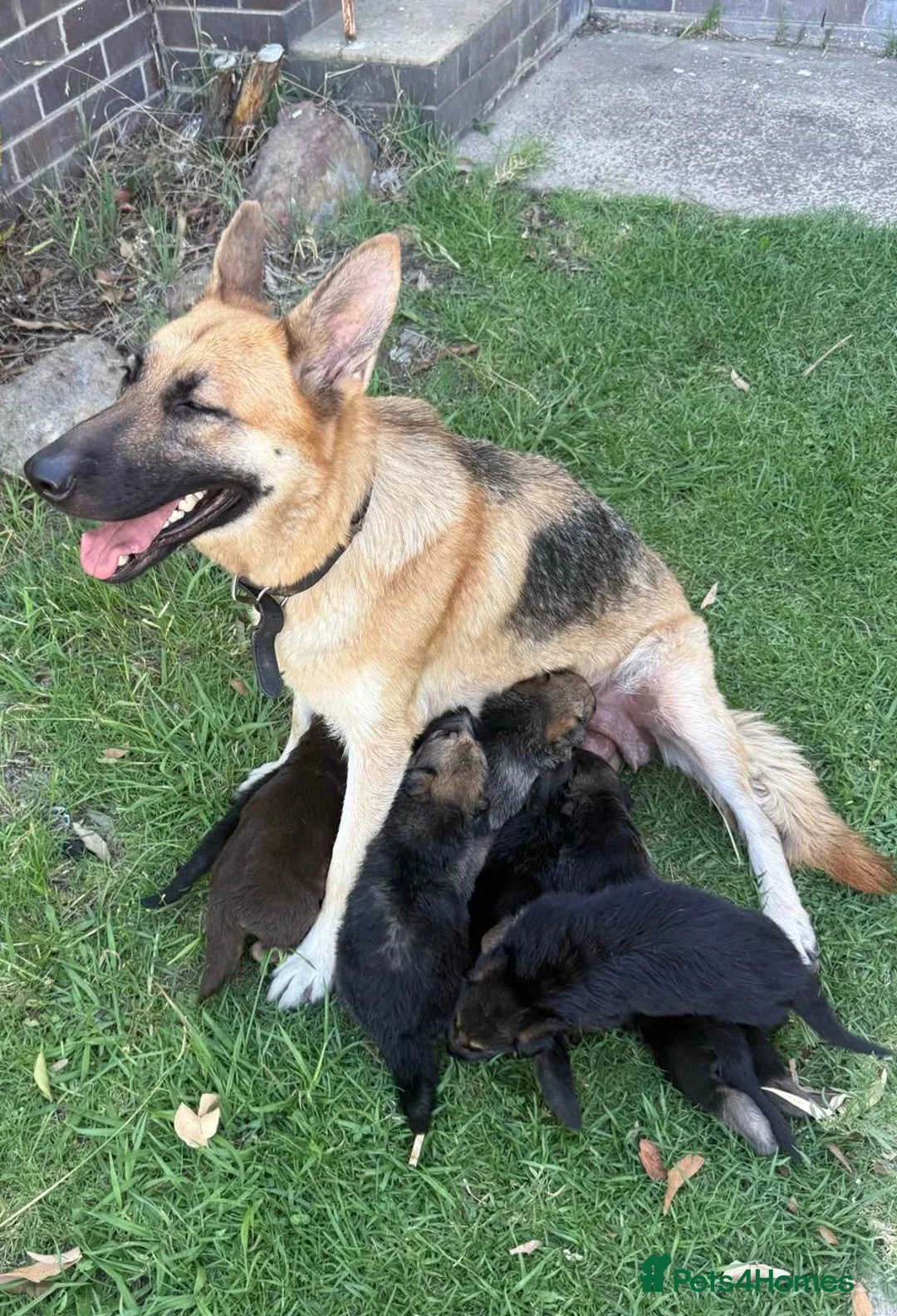 German Shepherd dogs for sale: German shepherd puppies available in Cardiff - Advert 2