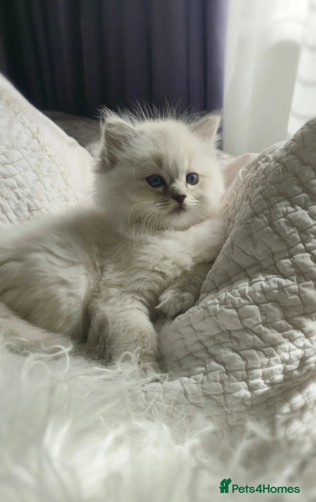 Ragdoll cats for sale: PURE RAGDOLL KITTENS - Advert 15