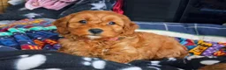 Cockapoo dogs for sale: Gorgeous female red cockapoo - Advert 3