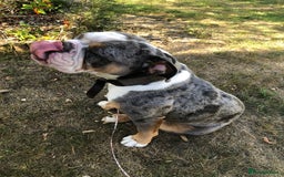 Old Tyme Bulldog dogs for sale: Della - old tyme bulldog  - Image 2