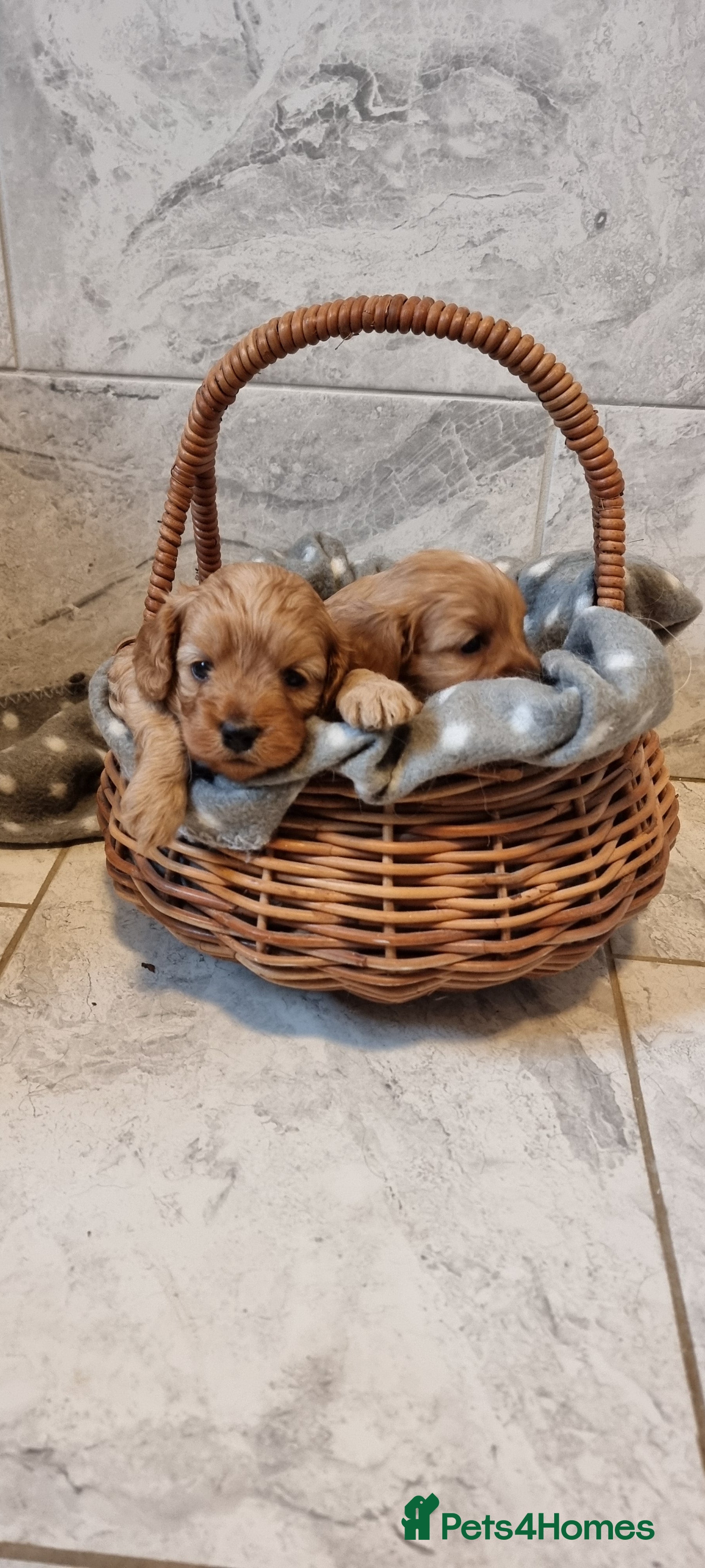 Cavapoo dogs Toy f1 cavapoos READY NOW  REDUCED  - Advert 17