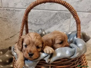 Cavapoo dogs Toy f1 cavapoos READY NOW REDUCED - Advert 10