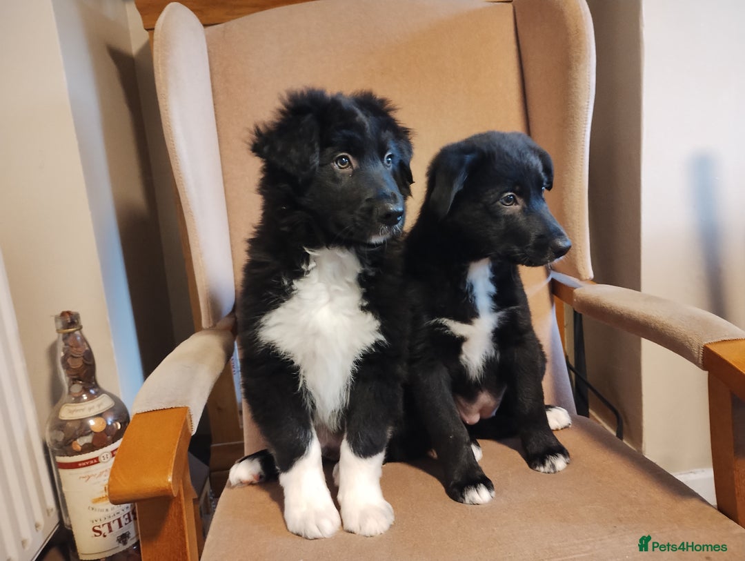 Border Collie dogs for sale: Border Collie Puppies Top Quality! - Advert 1