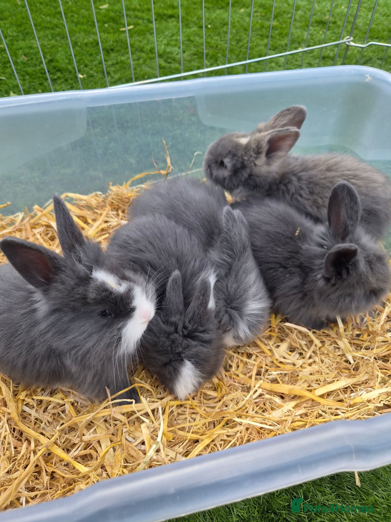Angora rabbits Angora x lion head available from 29th Aug - Advert 1