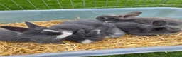 Angora rabbits for sale: Angora x lion head available from 29th Aug in Manchester - Advert 1