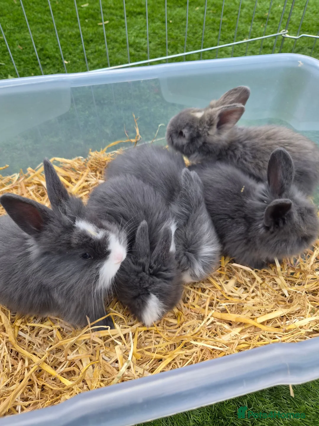 Angora rabbits for sale: Angora x lion head available from 29th Aug in Manchester - Advert 1