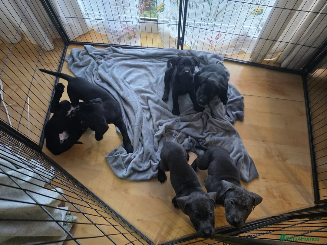 Mixed Breed dogs for sale: Labrastaff/Staffador - Advert 2
