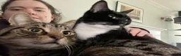Mixed Breed cats for sale: 4 adult cats for sale/adoption - 2 boys, 2 girls  in Glossop - Advert 10