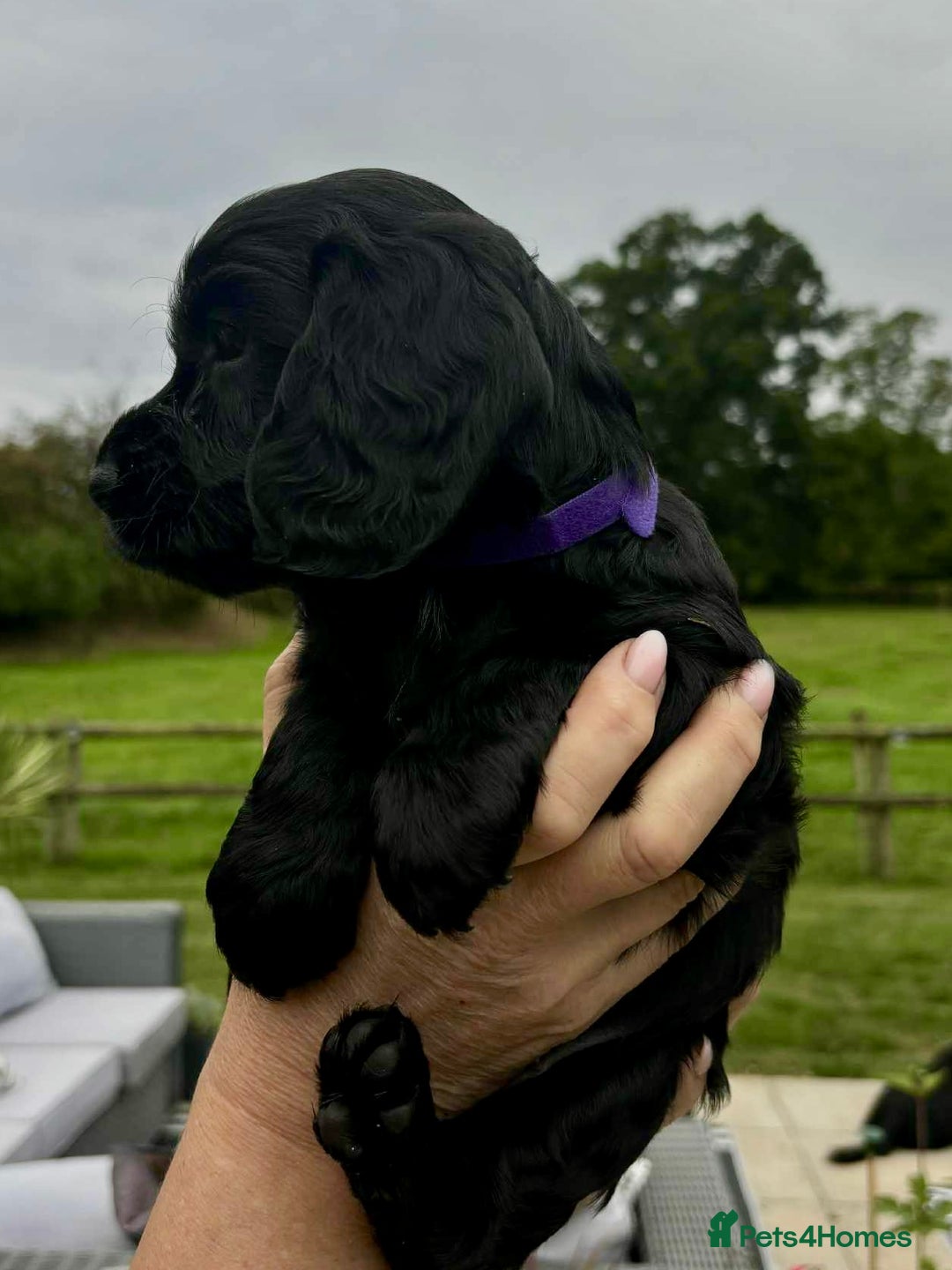 Cocker Spaniel dogs for sale: Cocker Spaniel Purebred Puppies Bitches available - Image 17